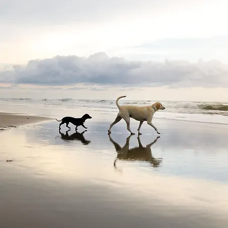 Avenue Victoria - Stunning Seaview And Castle View - Near Amenities And 펜션 *